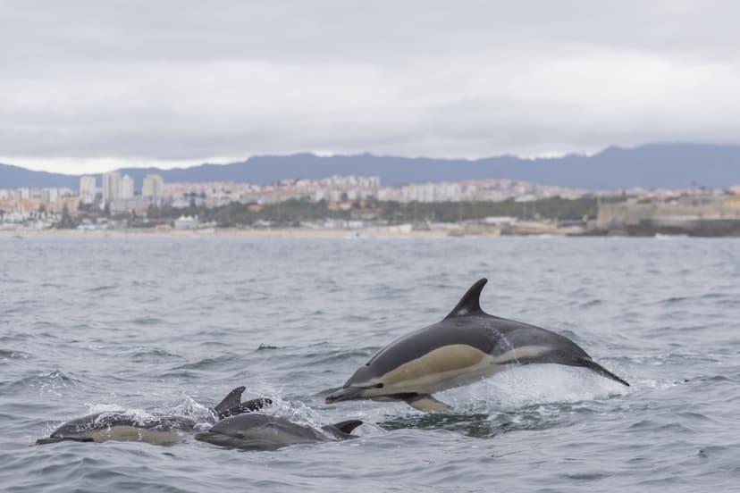 Dolphin Watching Lisbon 3