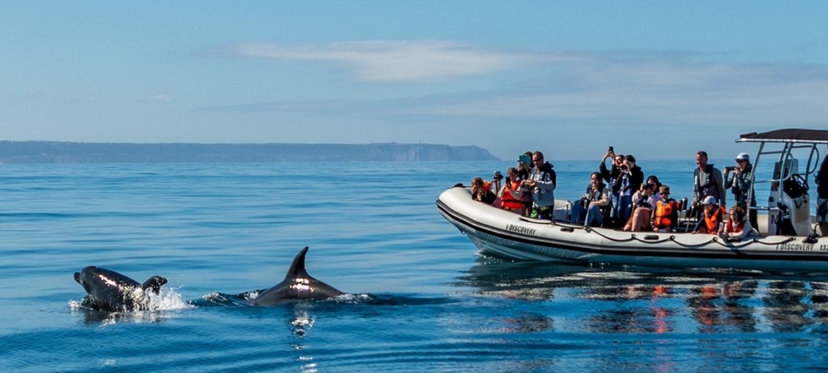 Dolphin Watching Lisbon 4
