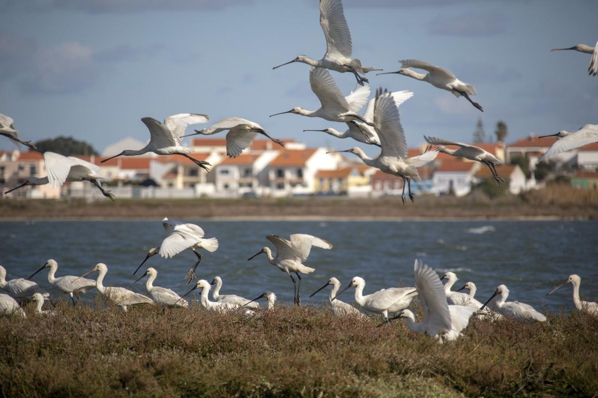 Lisbon Birdwatching in the Tagus Estuary by Boat Lisbon Birdwatching in the Tagus Estuary by Boat