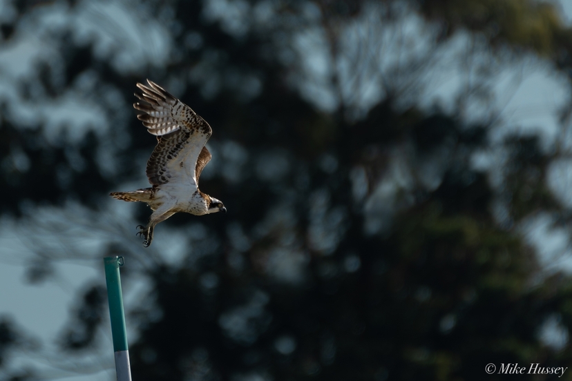 Lisbon Birdwatching in the Tagus Estuary by Boat 2