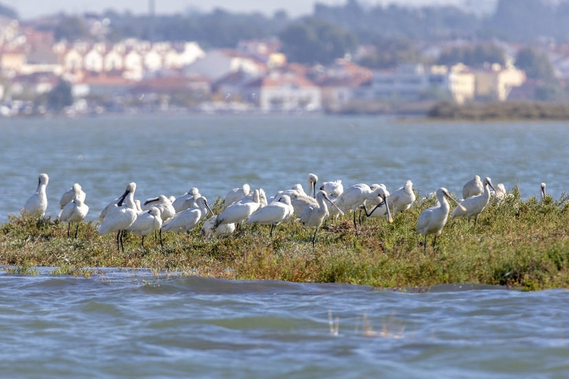 Lisbon Birdwatching in the Tagus Estuary by Boat 4