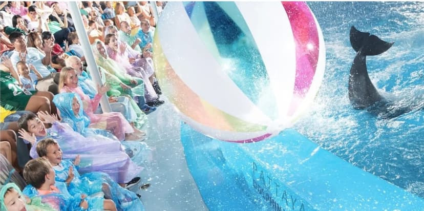 Regular Ticket to Dolphin Show in Pattaya (Only Ticket) 4