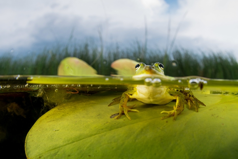 Wildlife Photo Tour to the Danube Delta, 5 Days 4 Night Shared 2