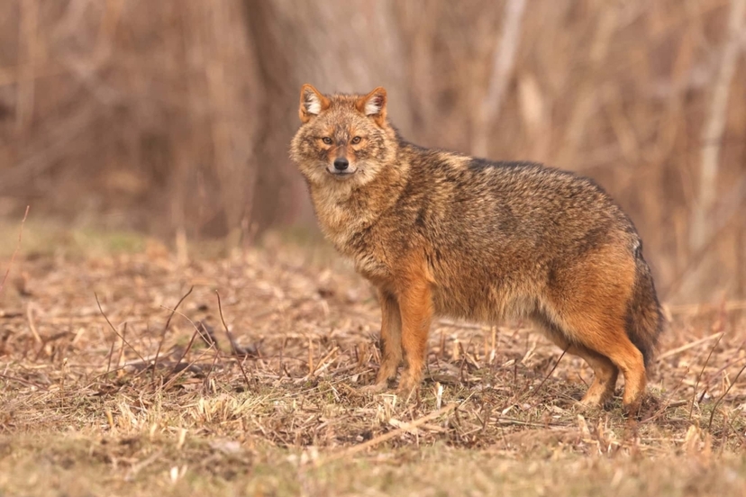 Wildlife Photo Tour to the Danube Delta, 5 Days 4 Night Shared 3
