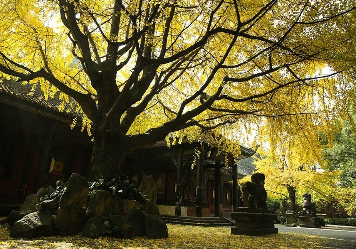 One-Day Tour of Wuhou Shrine in Chengdu