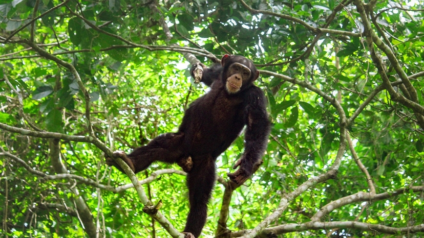 Nimba Two-Day Discovery Expedition 2