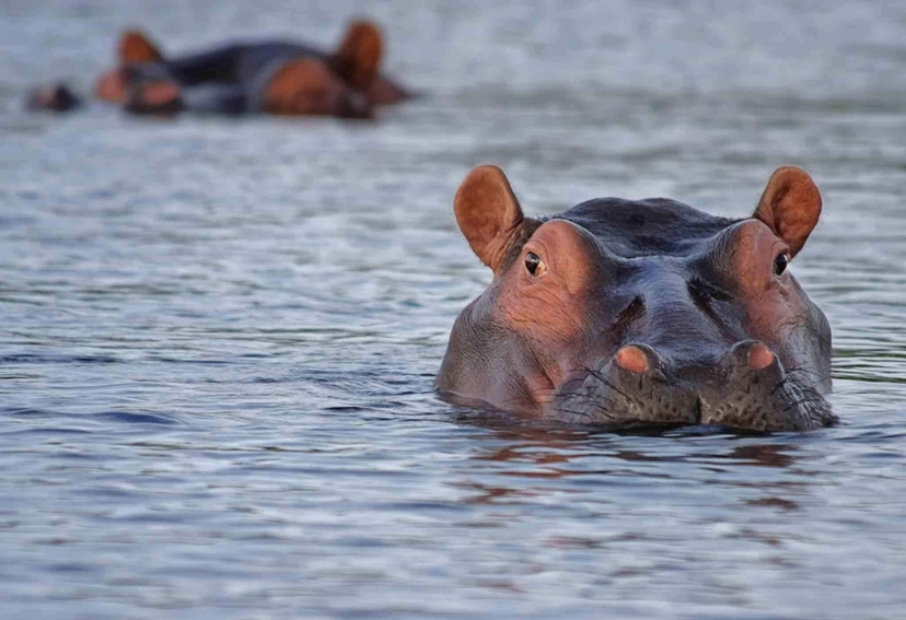 Nairobi to Amboseli Day Tour – Guided Wildlife Safari in a 4x4 Jeep 4