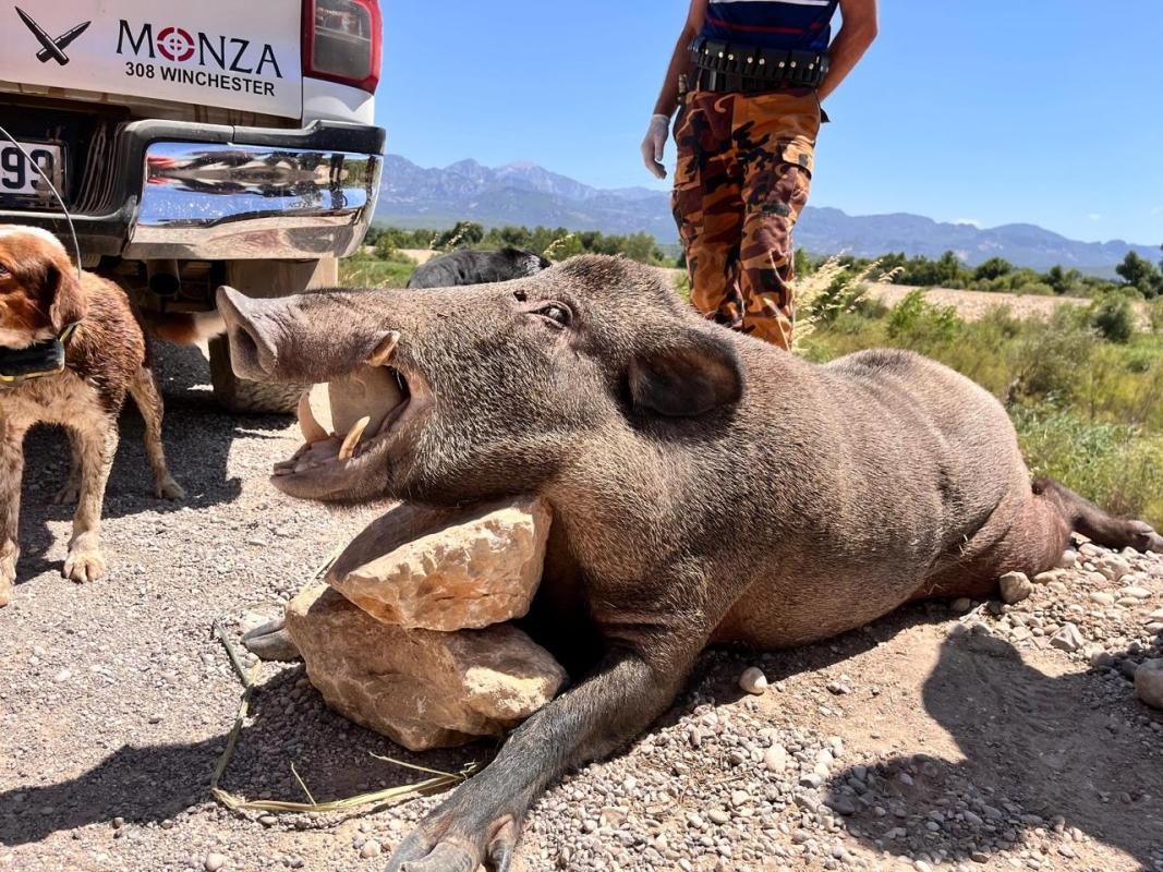 Driven Hunt and Night Hunt in Antalya 6 Day Driven Hunt and Night Hunt in Antalya 6 Day
