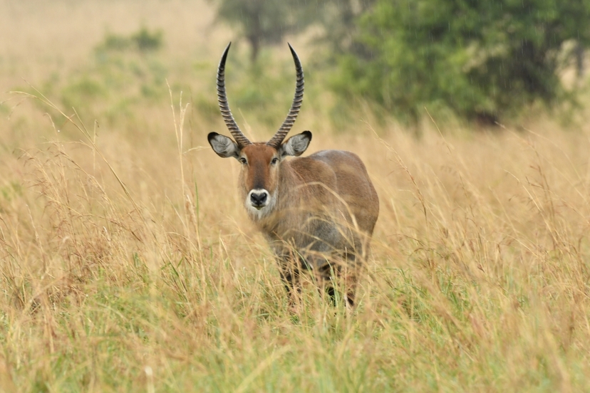 6 Days Chimpanzee Trekking Wildlife Safari to Uganda 3