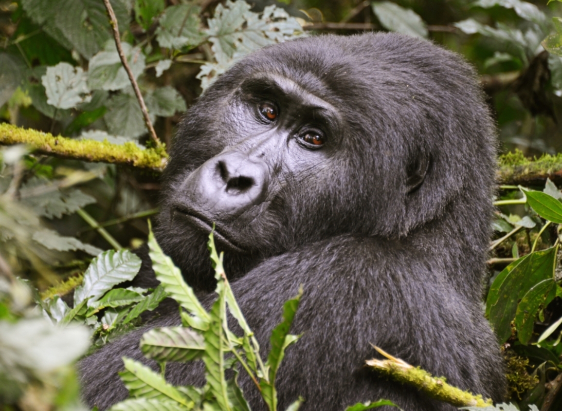4 Days Gorilla trekking Safari to Uganda 1