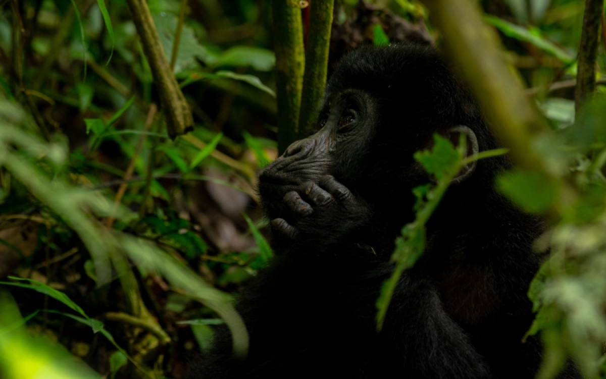 4 Days Gorilla trekking Safari to Uganda 2