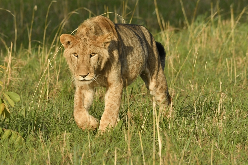 7 Days Gorilla & Chimpanzee Trekking Safari to Uganda 2