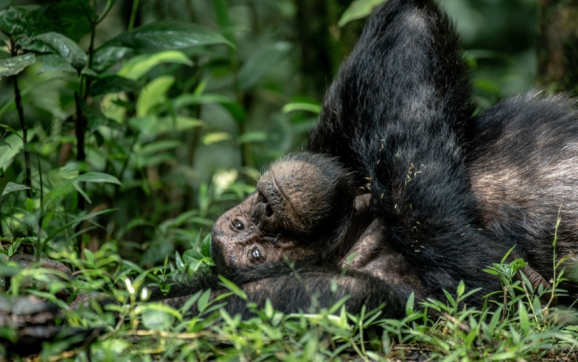 10 Days Primate Wildlife Safari to Uganda 3