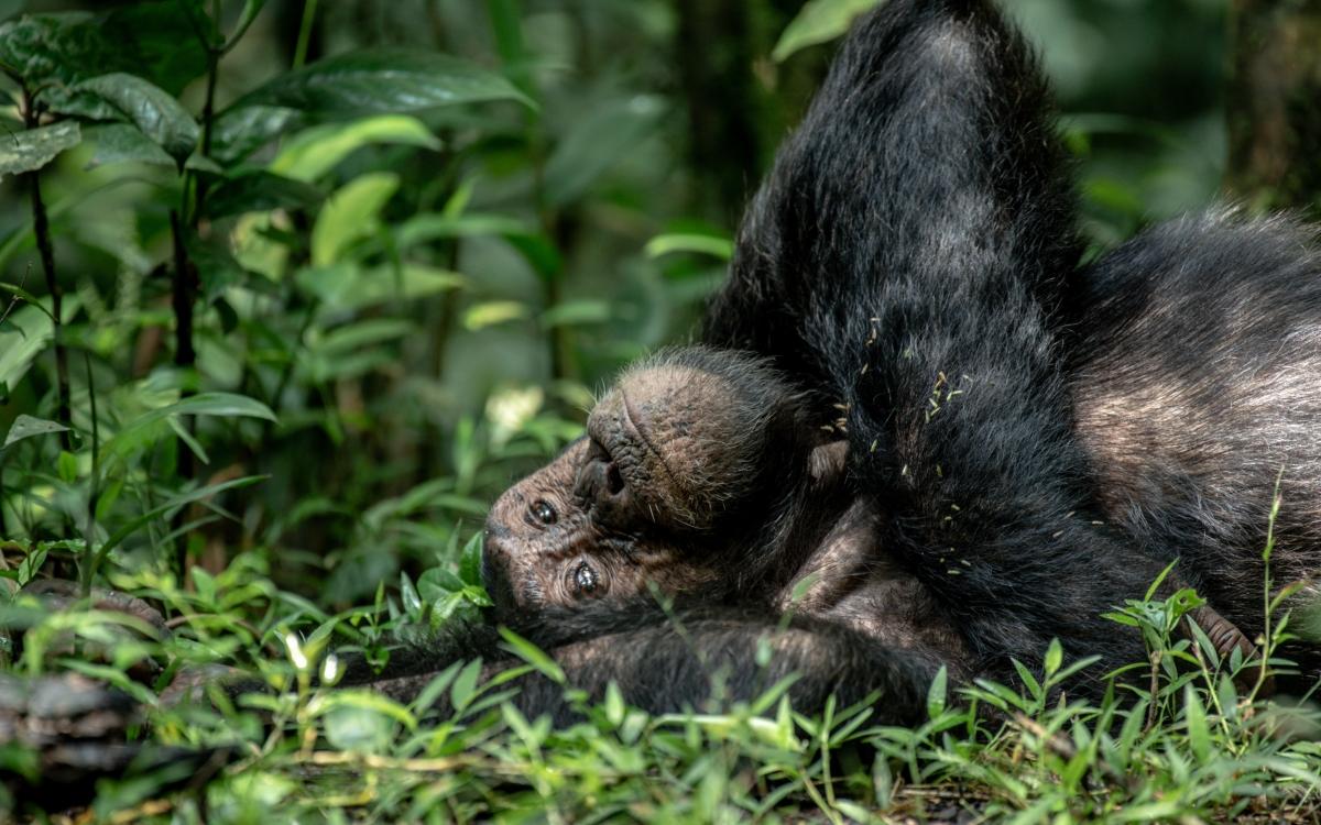 4 Days Chimpanzee Trekking Safari to Kibale National Park 4 Days Chimpanzee Trekking Safari to Kibale National Park