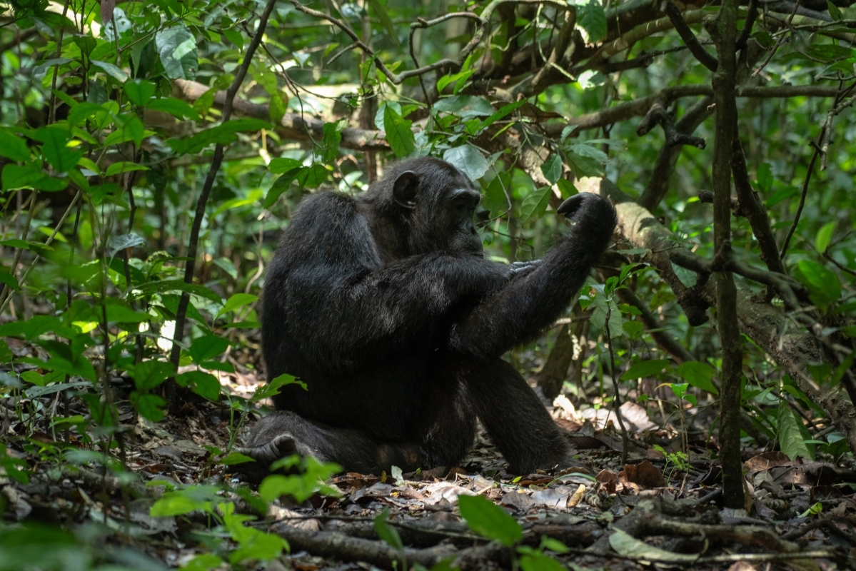 4 Days Chimpanzee Trekking Safari to Kibale National Park 2