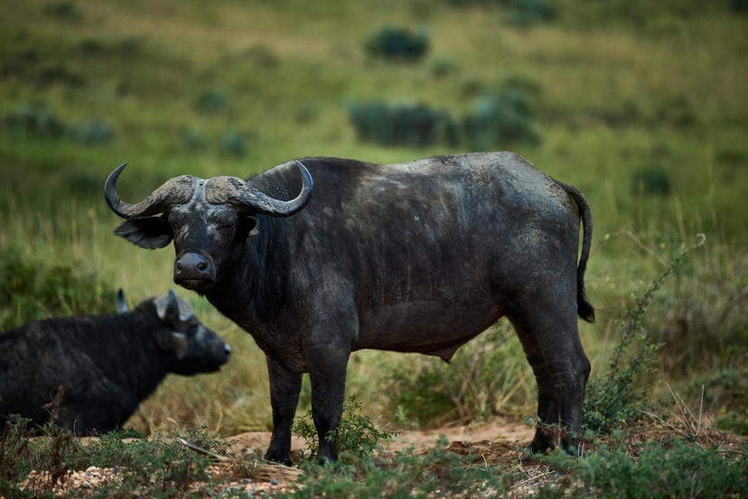 21 Days Primate Wildlife Safari to Uganda 2