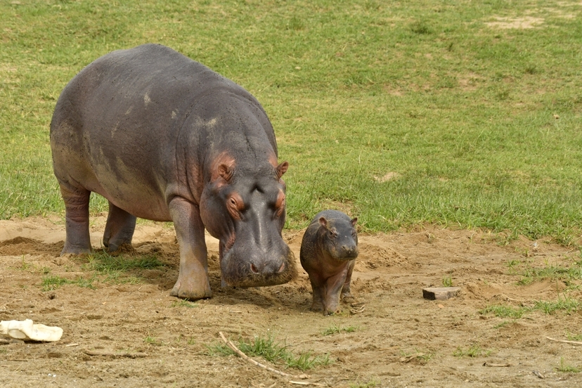 21 Days Primate Wildlife Safari to Uganda 3