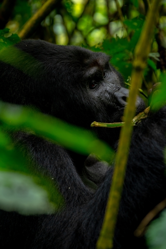 21 Days Primate Wildlife Safari to Uganda 4