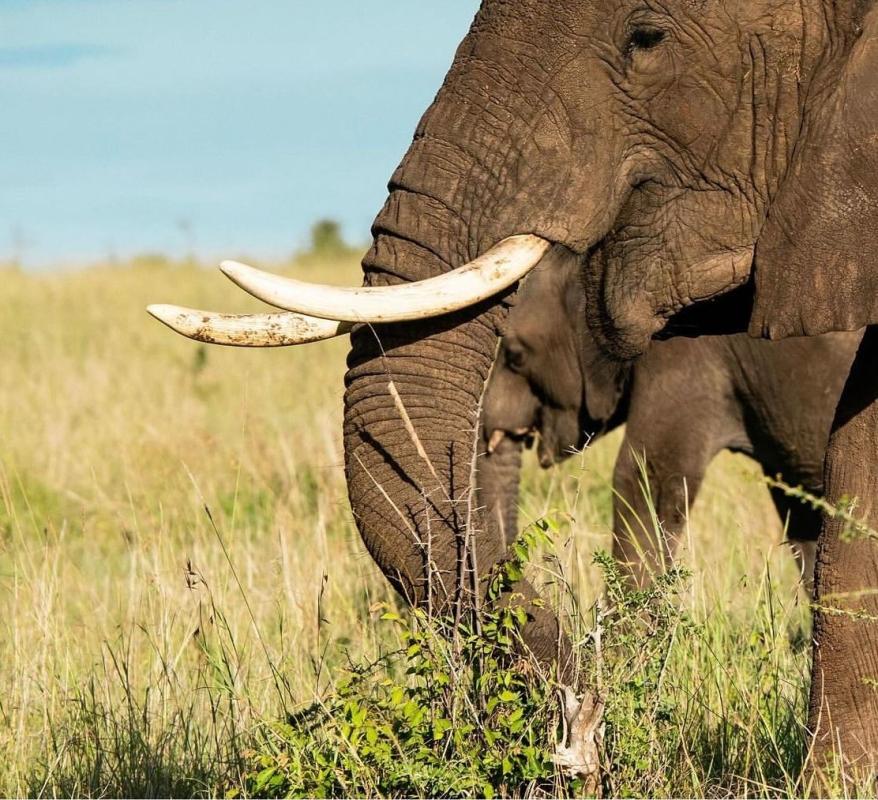 Serengeti Safaris (Arusha, Lake Manyara, Serengeti & Ngorongoro) Serengeti Safaris (Arusha, Lake Manyara, Serengeti & Ngorongoro)