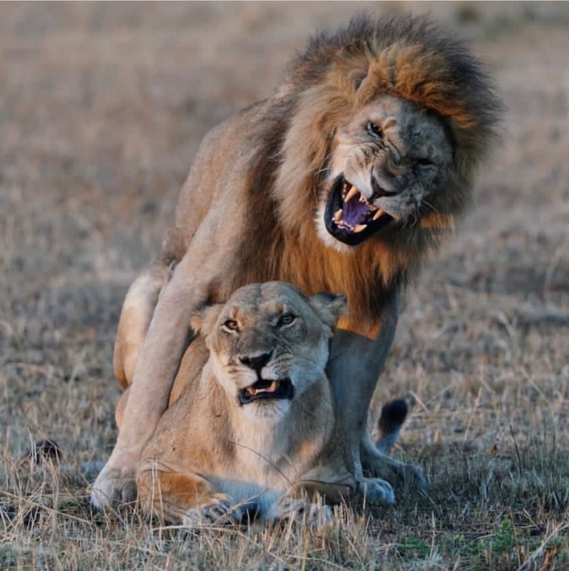 Serengeti Safaris (Arusha, Lake Manyara, Serengeti & Ngorongoro) 2