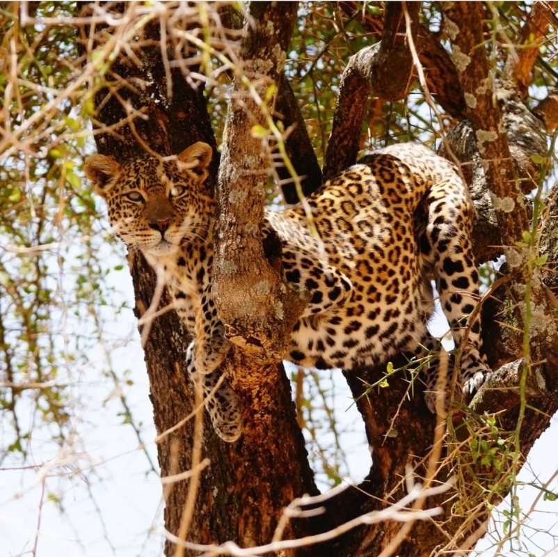 Serengeti Safaris (Arusha, Lake Manyara, Serengeti & Ngorongoro) 3