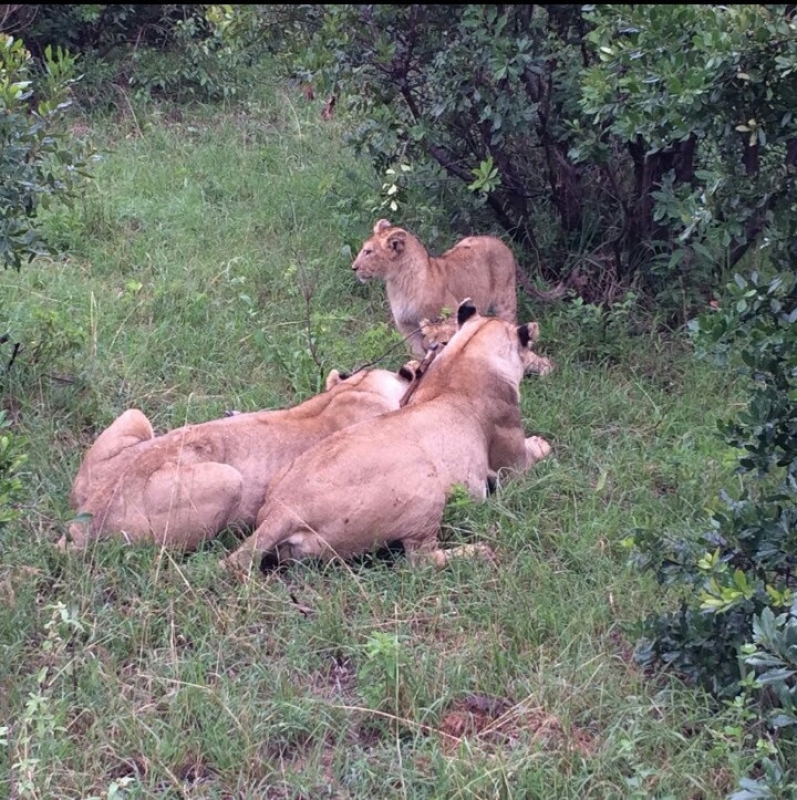 3 Day Masai Mara Budget Safari 3