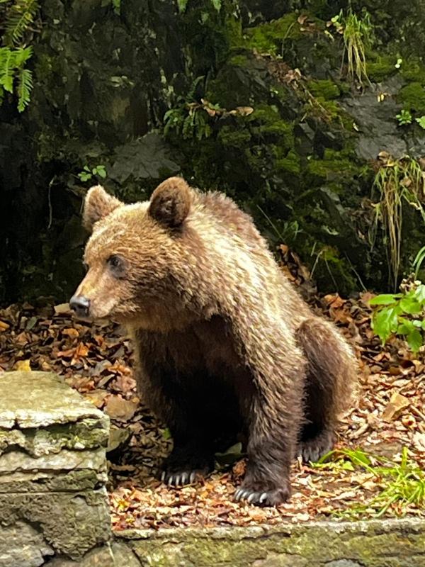 Encounter Dracula’s Legend and Majestic Brown Bears: A Thrilling Transylvanian Adventure Encounter Dracula’s Legend and Majestic Brown Bears: A Thrilling Transylvanian Adventure