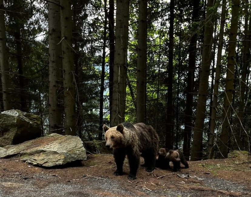 Encounter Dracula’s Legend and Majestic Brown Bears: A Thrilling Transylvanian Adventure 2