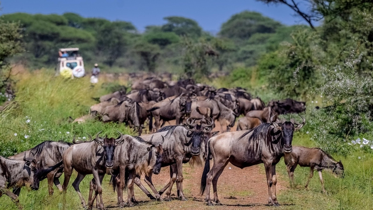 3 Days Masai Mara Luxury Air Safari 2