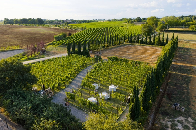 Chianti Wine Experience: Wine Tasting and Cellar Tour in the Heart of Tuscany from Florence 4