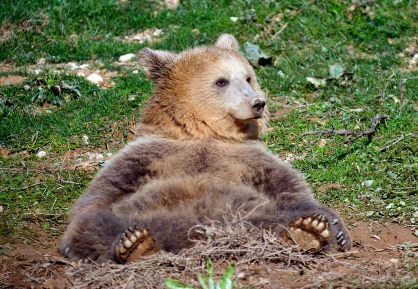 Meet the Bears: A family daily trip from Tirana to Prishtina(Bear Sanctuary) 4