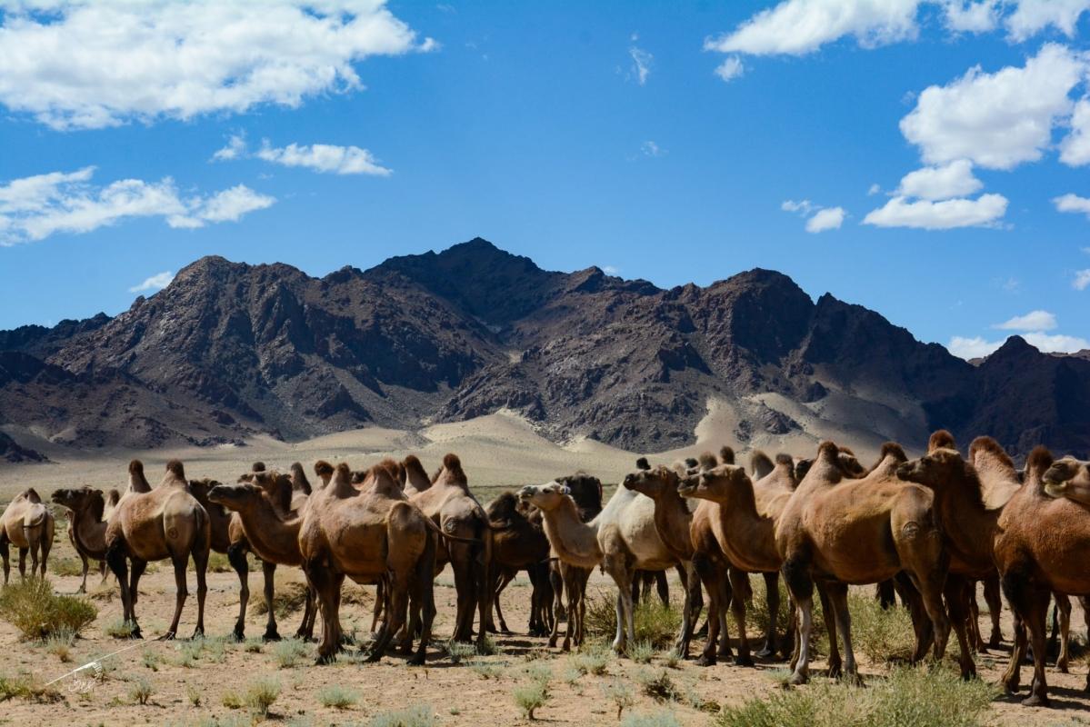 Gobi-2026 Gobi-2026