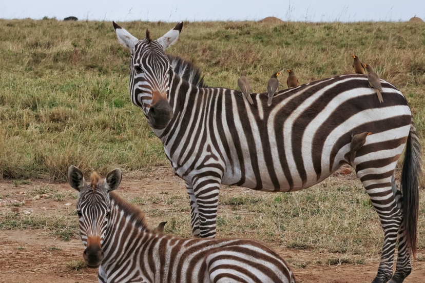 Luxury Kenya Safari: 7 Days in Amboseli, Lakes, and Masai Mara with Sopa Lodges 4