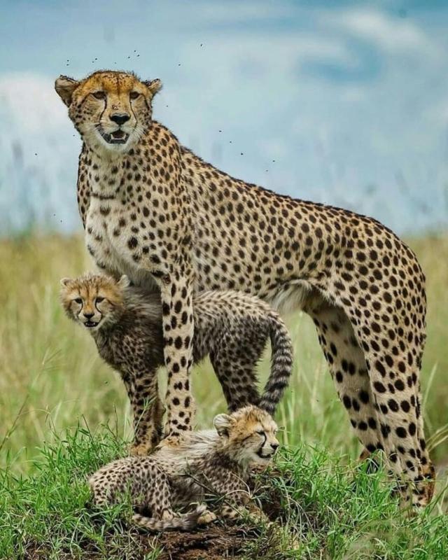 Wild Combination Safari Wild Combination Safari