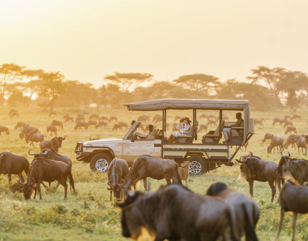 Untamed Africa Safari 1