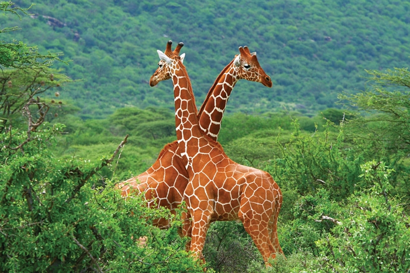 Untamed Africa Safari 3