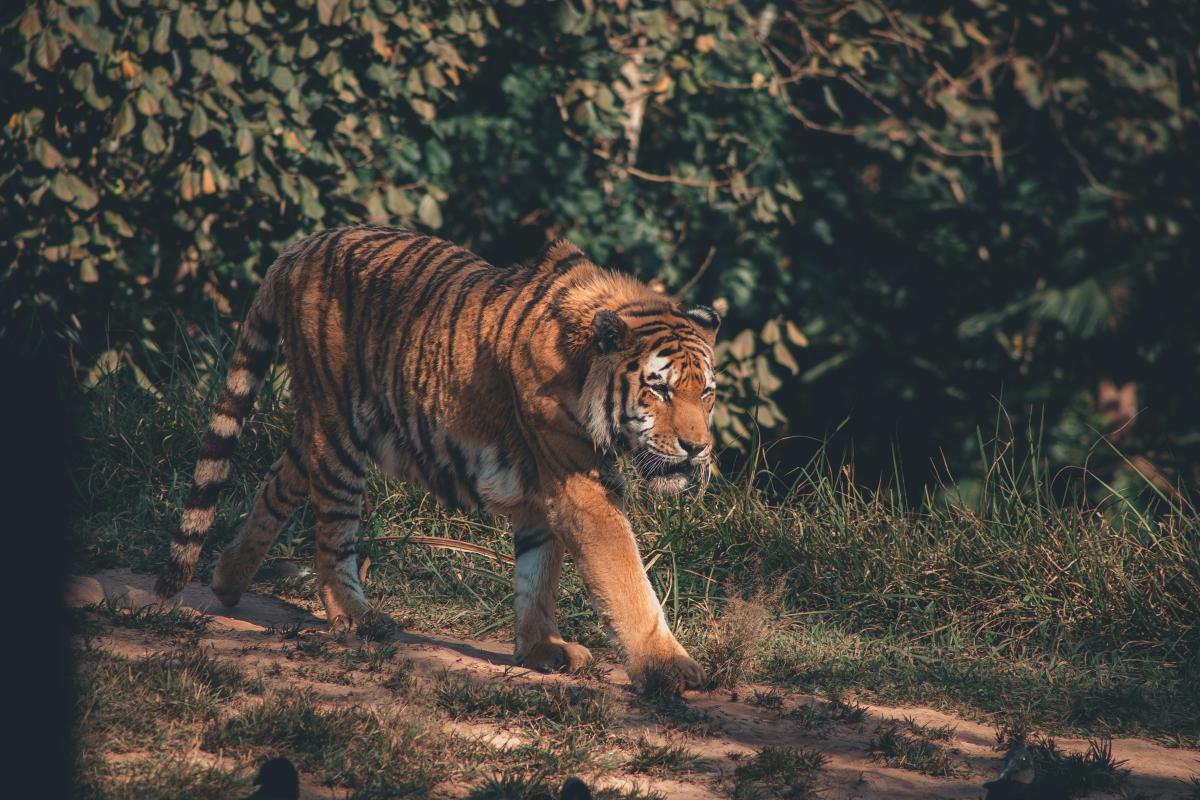From New Delhi: 2-Day Ranthambore Tiger Safari with tranfers From New Delhi: 2-Day Ranthambore Tiger Safari with tranfers
