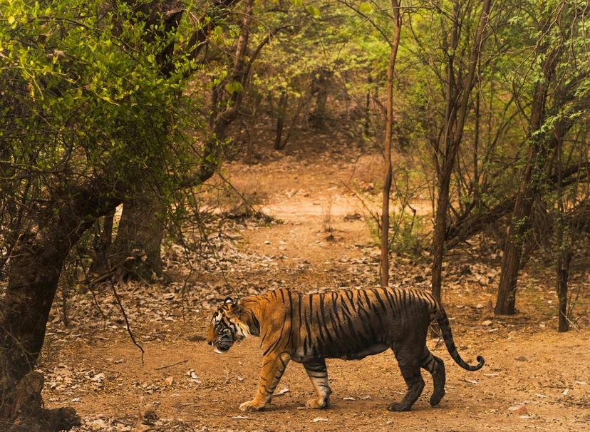 From New Delhi: 2-Day Ranthambore Tiger Safari with tranfers 2