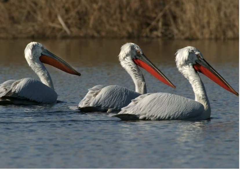 Fascinating Lake Skadar 3