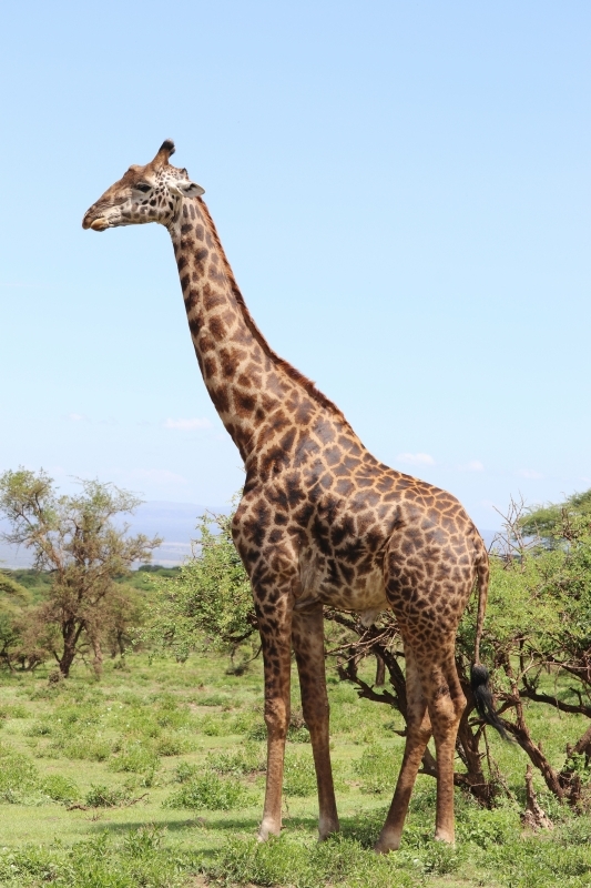 4-Day Shared Safari Experience Tanzania Northern Route 2