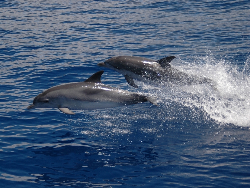 Catamaran Cruise Sea Sailing Experience 3