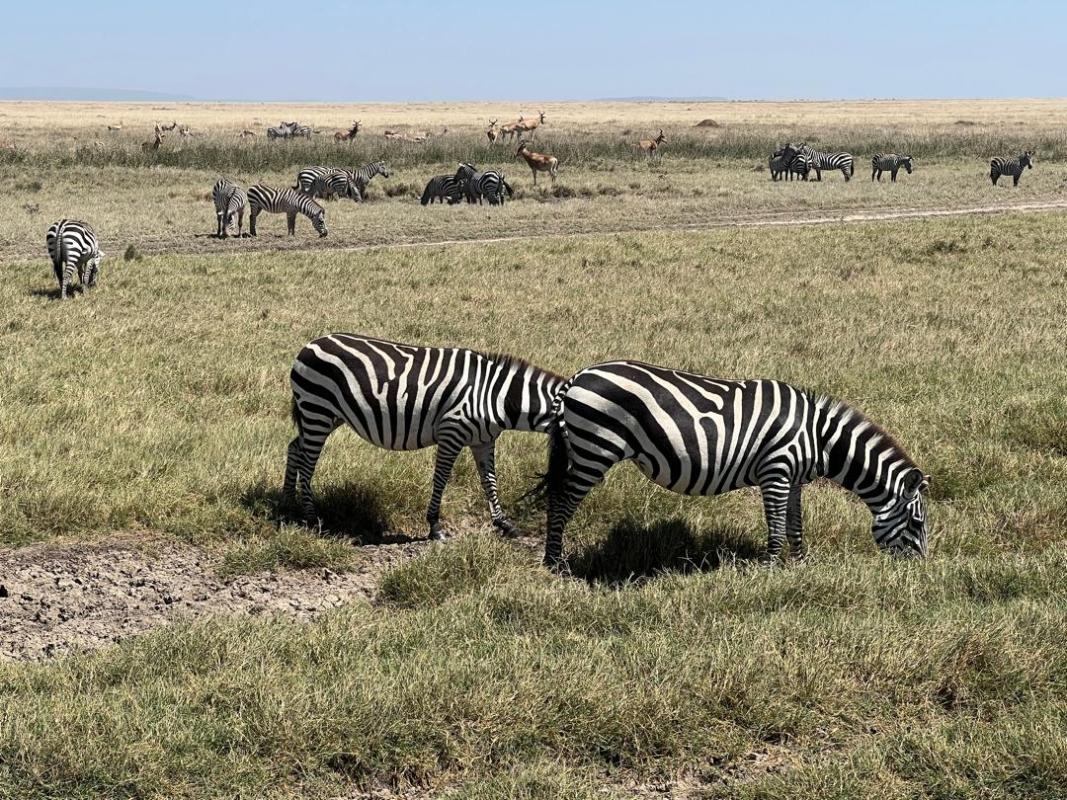 5-Day Tanzania Ultimate Luxury Safari Experience 5-Day Tanzania Ultimate Luxury Safari Experience