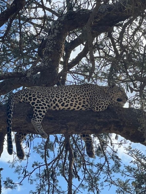 5-Day Tanzania Ultimate Luxury Safari Experience 2