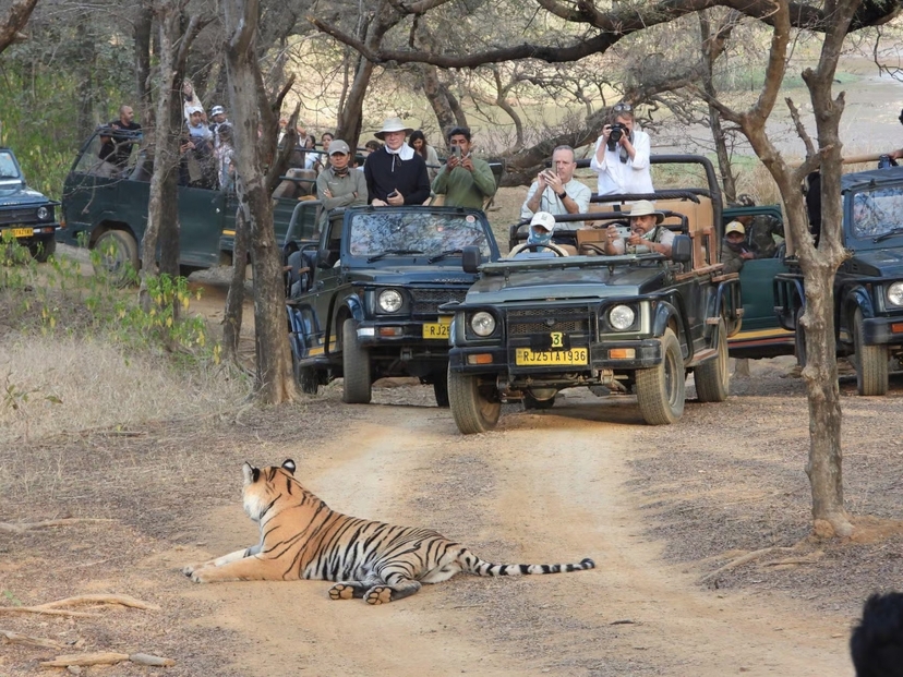 From New Delhi: 2-Day Ranthambore Tiger Safari with tranfers 3