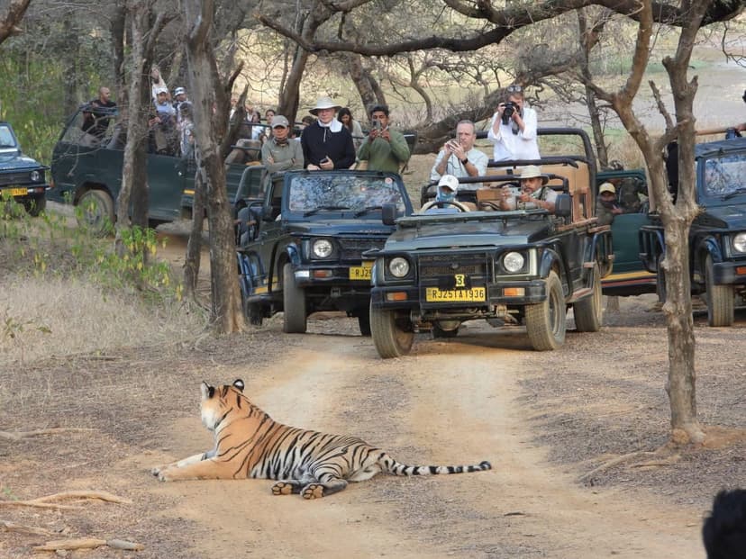From New Delhi: 2-Day Ranthambore Tiger Safari with tranfers 3