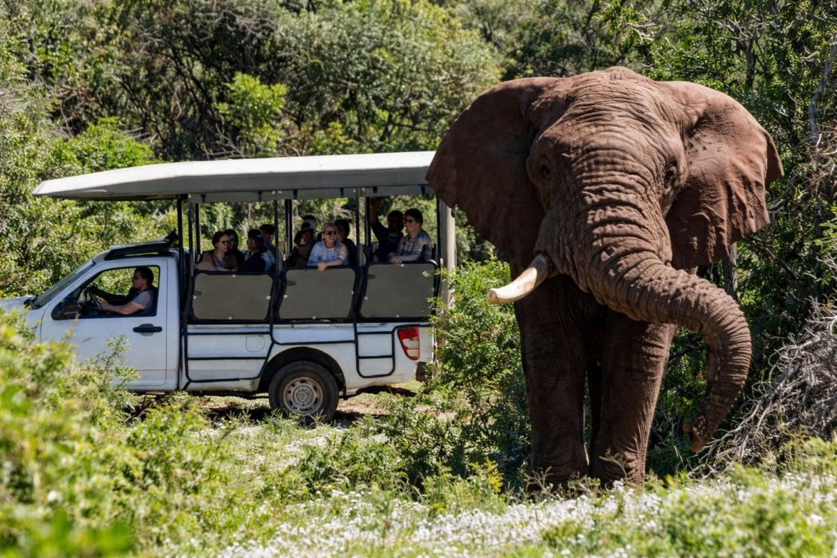 Schotia Safari Day Tour from Port Elizabeth | Big 5 Experience Schotia Safari Day Tour from Port Elizabeth | Big 5 Experience
