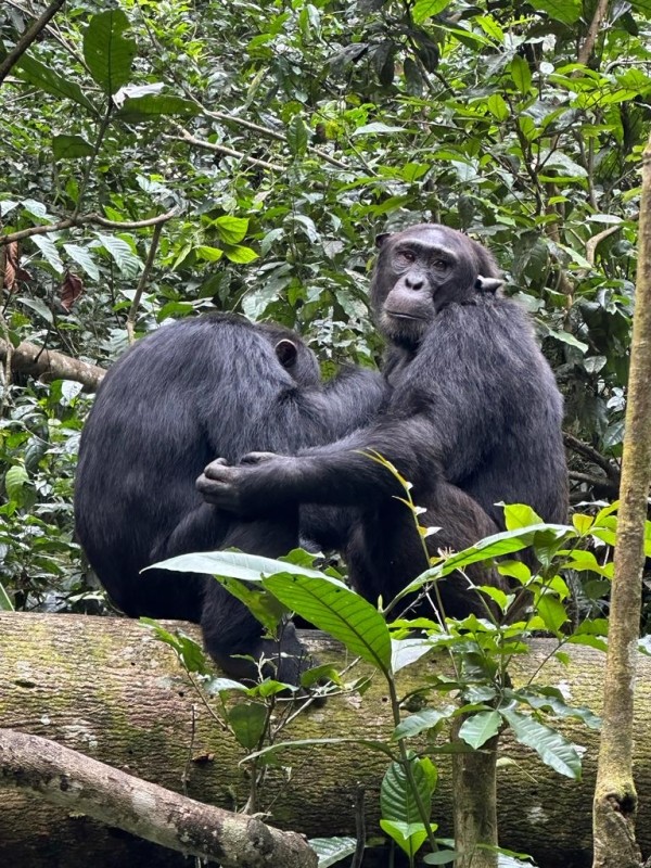 5-Day Murchison Falls & Kibale Safari Adventure 1