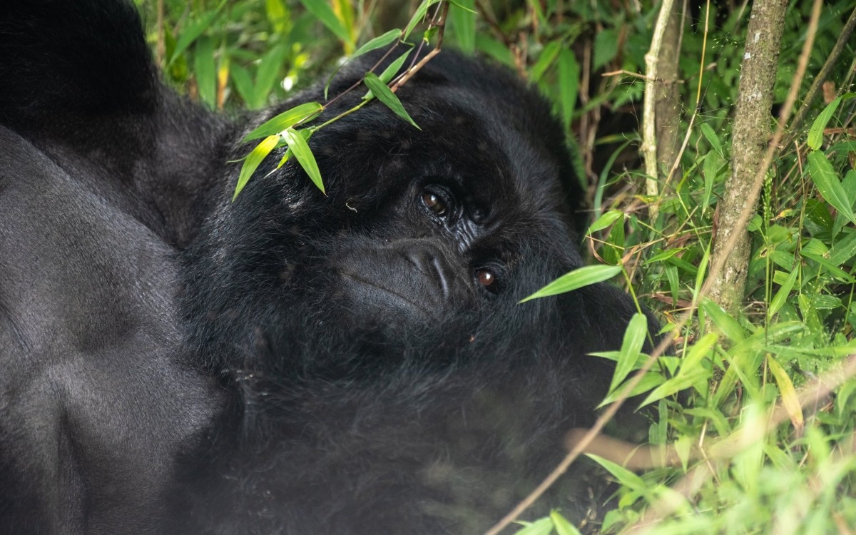 2-Night / 3-Day Bwindi Gorilla Trekking Safari 1