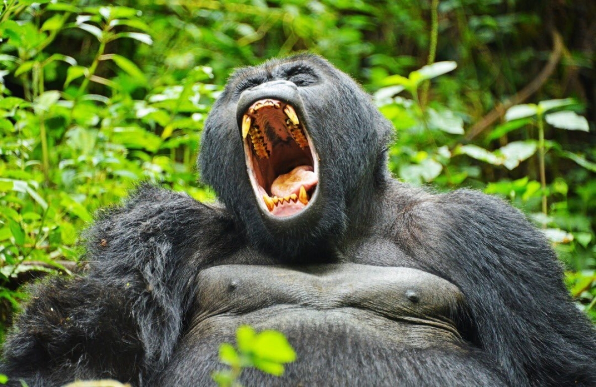 2-Night / 3-Day Bwindi Gorilla Trekking Safari 2