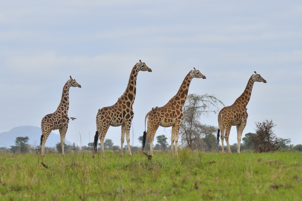 4 Days Safari Lake Mburo and Queen Elizabeth National Parks 2